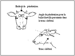Endroit et angle de pénétration pour l'euthanasie des bovins de plus de six mois.