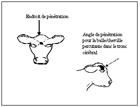 Endroit et angle de pénétration pour les bovins de six mois ou moins.