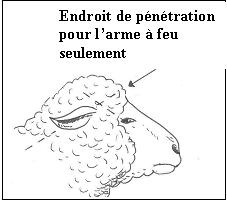 Endroit et angle de pénétration pour les moutons et chèvres sans cornes.