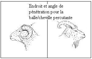 Endroit et angle de pénétration pour les moutons et chèvres avec cornes épaisses.