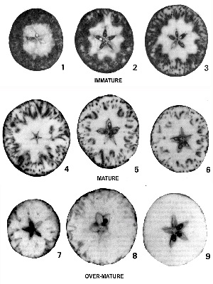 Starch test guide for harvesting McIntosh apples.
