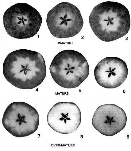 Starch test guide for harvesting Red Delicious apples.
