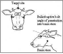 Target site and penetration angle for euthanasia of cattle older than six months.