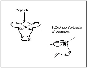 Target site and penetration angle for euthanasia of calves six months and younger.