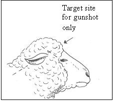 Target site and penetration angle for sheep and goats without horns.