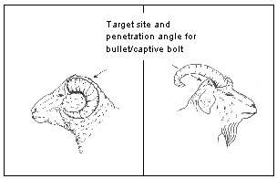 Target site and penetration angle for sheep and goats with large horns.