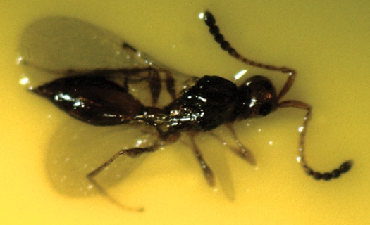 Synacra is a parasitic wasp that lays its eggs into fungus gnat larvae.