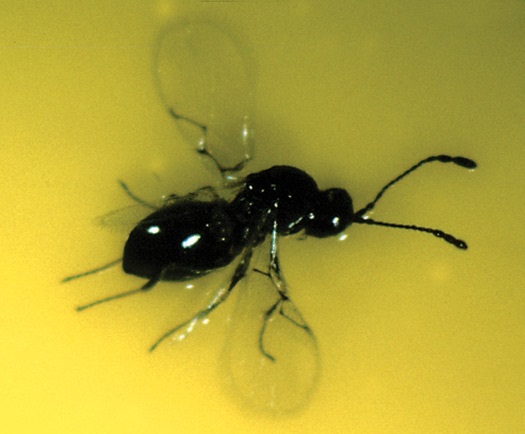 Hexacola neoscatellae is a parasitic wasp that lays its eggs into shorefly larvae.