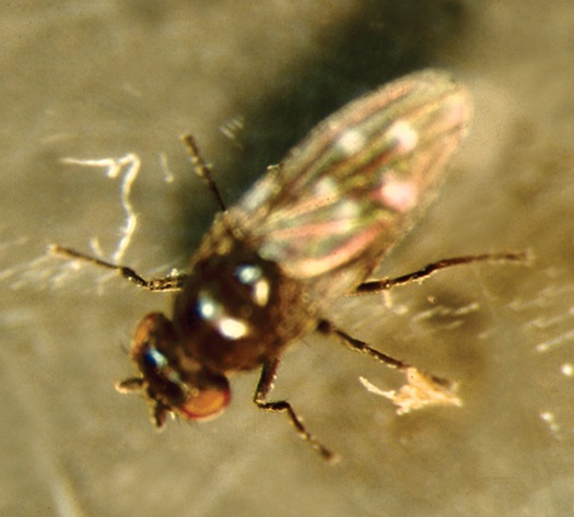 Shorefly adult. Note the very short antennae, stout body and clear spots on wings.