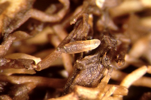 Shorefly larva.