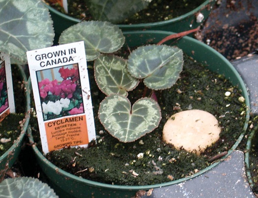 Use of potato slices can be very effective in monitoring for fungus gnat larvae and the predatory rove beetle.