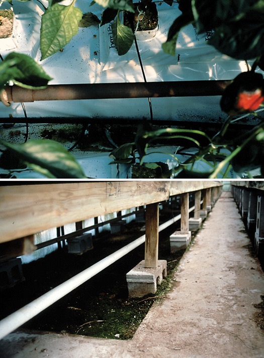 Controlling algae on rockwool (top) and under benches (bottom) is important in managing fungus gnats and shoreflies.