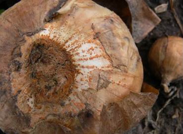 Orange to salmon coloured spore masses develop around the rotted basal plate of onions infected with F. oxysporum f.sp. cepae.