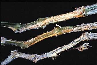 Stringy stem with light salmon colouration on the outside. Note the breakdown of the inner tissues and the white cottony-like growth of fungal mycelium on the surface of stem.