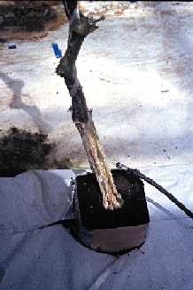 Note base of cucumber plant with buff or yellowish-orange colouration on stem due to mycelium of Fusarium oxysporum f.sp. radicis-cucumerinum.