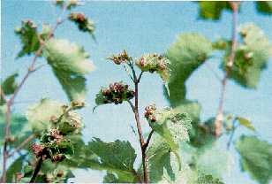 Phylloxera leaf galls on De Chaunac grapes.