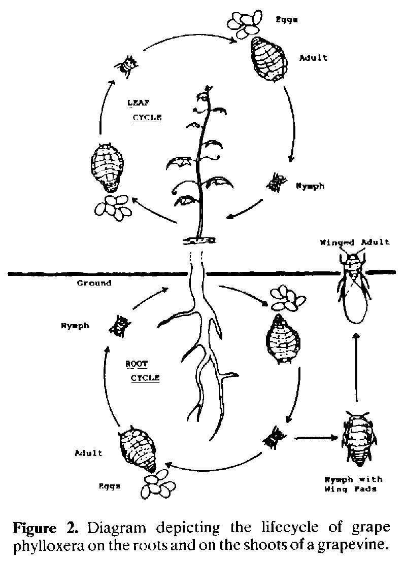 Instar nymphs.