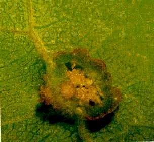 Phylloxera gall on lower leaf surface cut open to reveal adult female and eggs