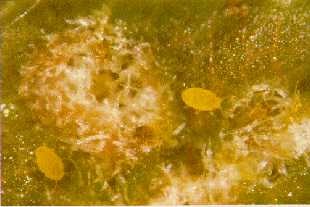 Phylloxera nymphs emerging from a gall through the exit hole on the upper leaf surface