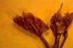 Grape shoot tip attacked by phylloxera nymphs. New leaf galls are becoming visible on lower leaf surface.