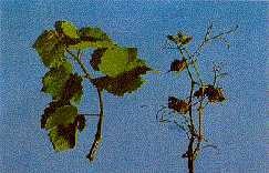Healthy grape shot (left), compared to shoot with severely leaves (right).