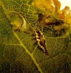 Lacewing nymphs are common predators of grape phylloxera