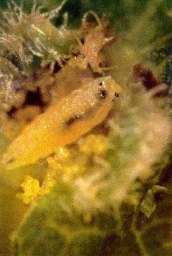 Predatory fly larvae feeding on phylloxera adult and eggs inside a leaf gall.