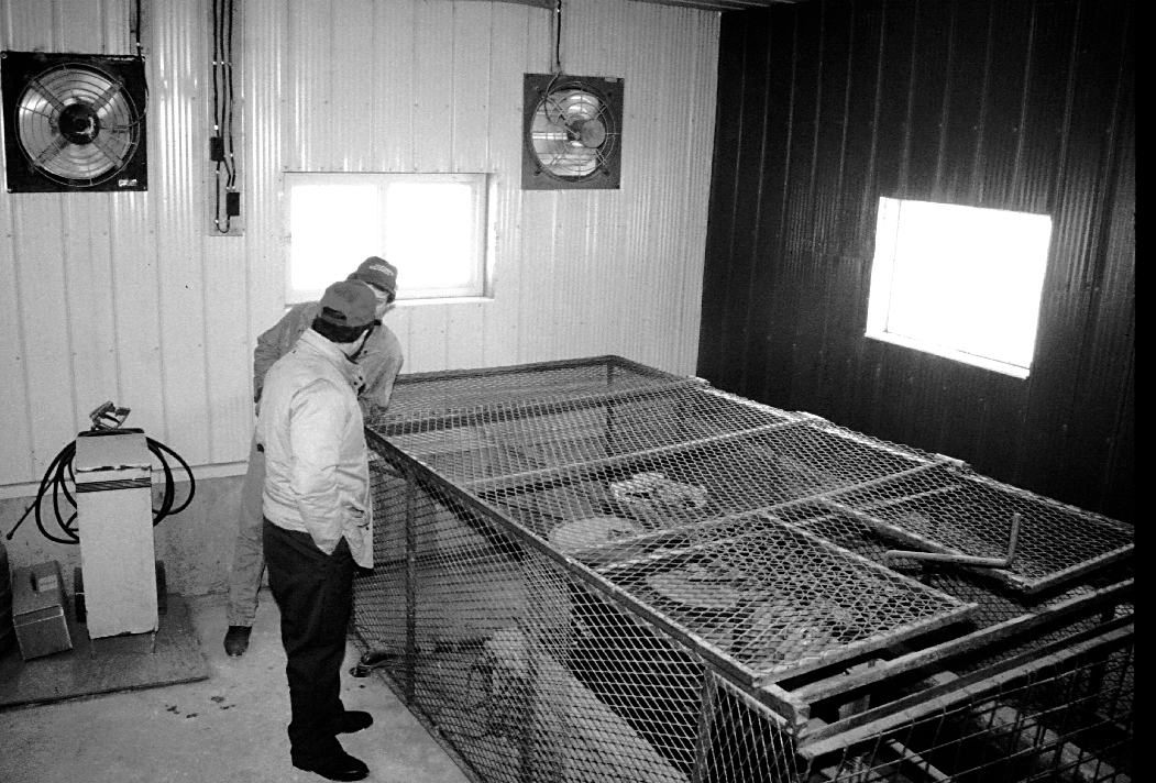 A barn cleaner protected by a security fence