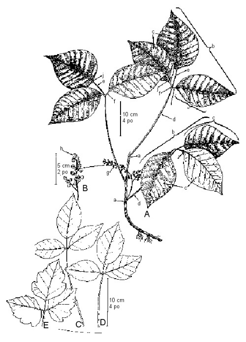 Herbe à la puce.