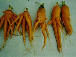 Pythium root dieback symptoms on carrots.