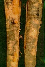 Black root rot.