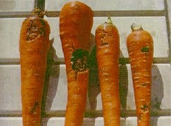 Crown rot lesions on harvested carrots.