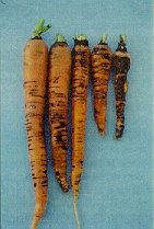 Violet root rot, muck soil field symptoms.