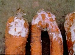 Crater rot on stored carrots.