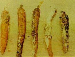 Crater rot on stored carrots.