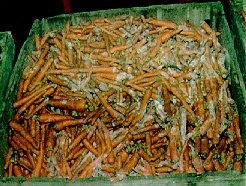 White mold on stored carrots.