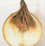 Pourriture du col.
