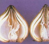 Pelure glissante.