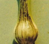 Onion smut.