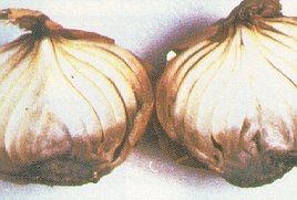 Fusarium basal rot.