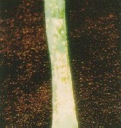 Herbicide injury.