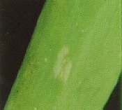 Botrytis leaf blight lesion.
