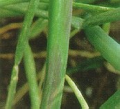 Downy mildew.
