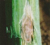 Purple blotch.