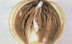 Soft rot.