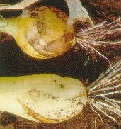 Pink root (bottom: healthy; top: infected).