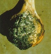 White rot.