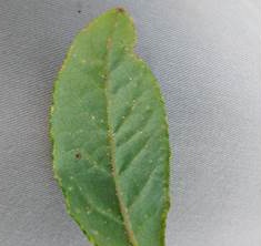 Putnam scale on leaves.