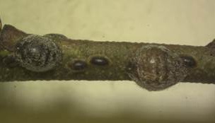 Lecanium scale, unidentified species.