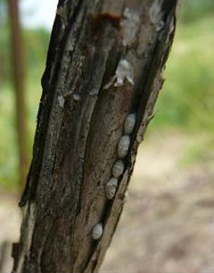 Azalea scale egg sac.